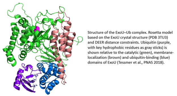 structure of the ExoU-Ub complex