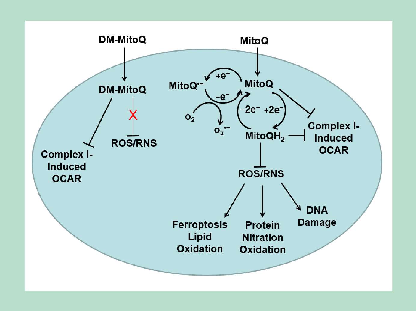 graphical abstract depicting redox-crippled DM-MitoQ