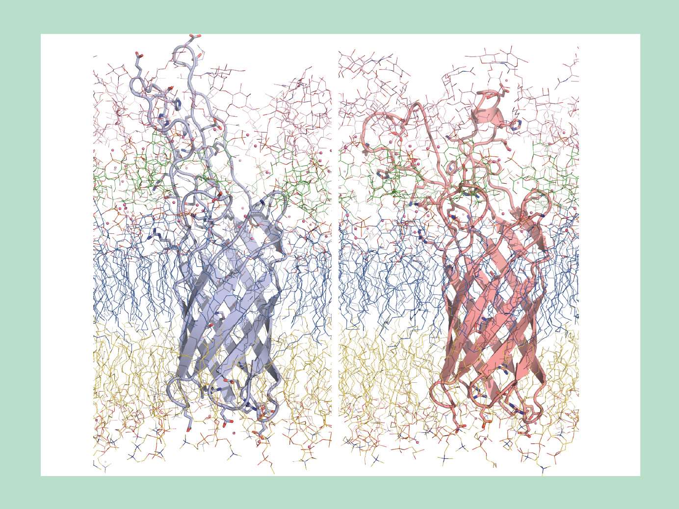 PagC, embedded in the bacterial cell membrane, changes to conformation from an extended tube at neutral pH to a conical wedge at acidic pH. This causes the surrounding membrane lipids to bend and form vesicles that ultimately pinch off from the bacterial membrane.