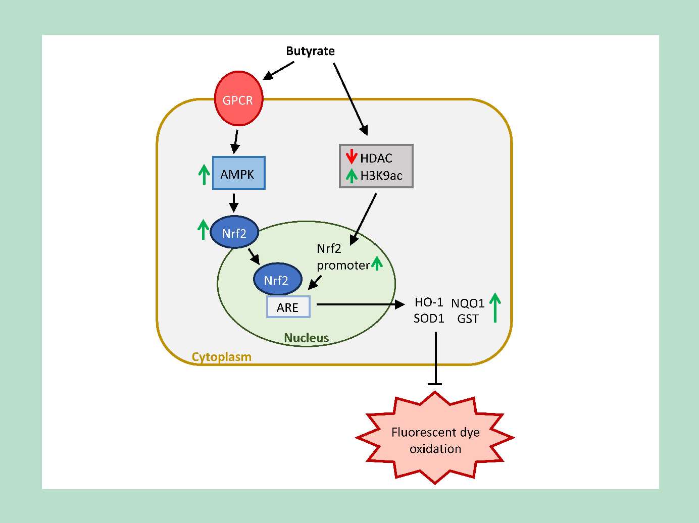 Induction of Nrf2-dependent antioxidant enzymes by butyrate and potential detoxification of ROS/RNS.