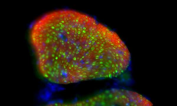 Light activation of neural circuitry in transgenic rodent