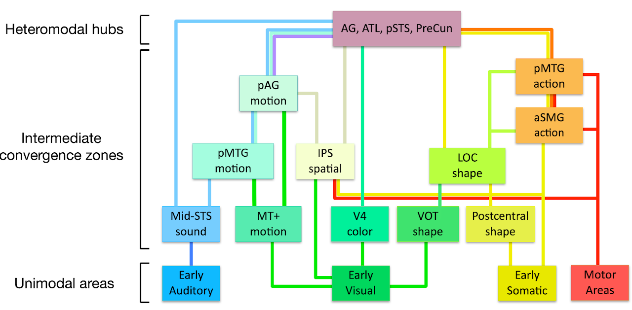 Neural Map of Word Meaning | Hierarchical model