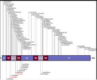 Merepa SS 2025 Publication