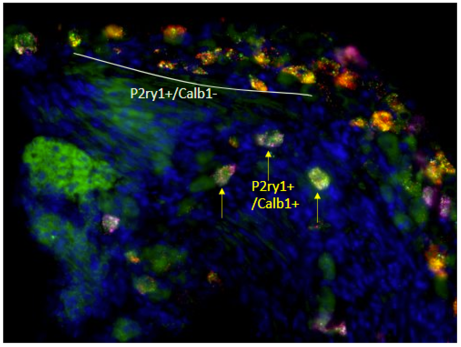RNA Scope validating that Calb1 vagal neurons are a subpopulation of P2ry1 neurons