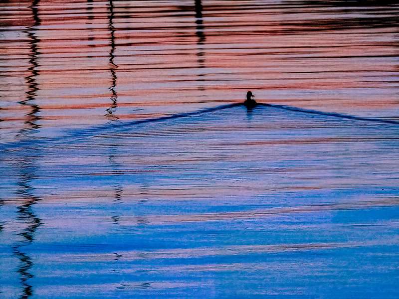 Duck in water at dusk