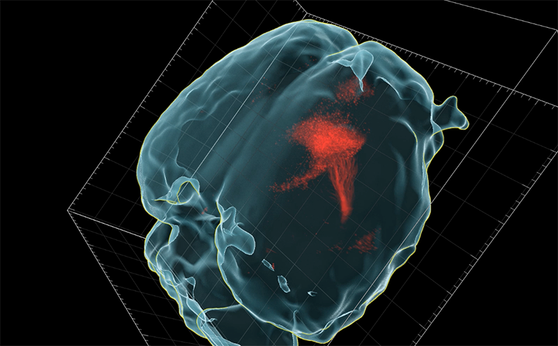 Preclinical Cores