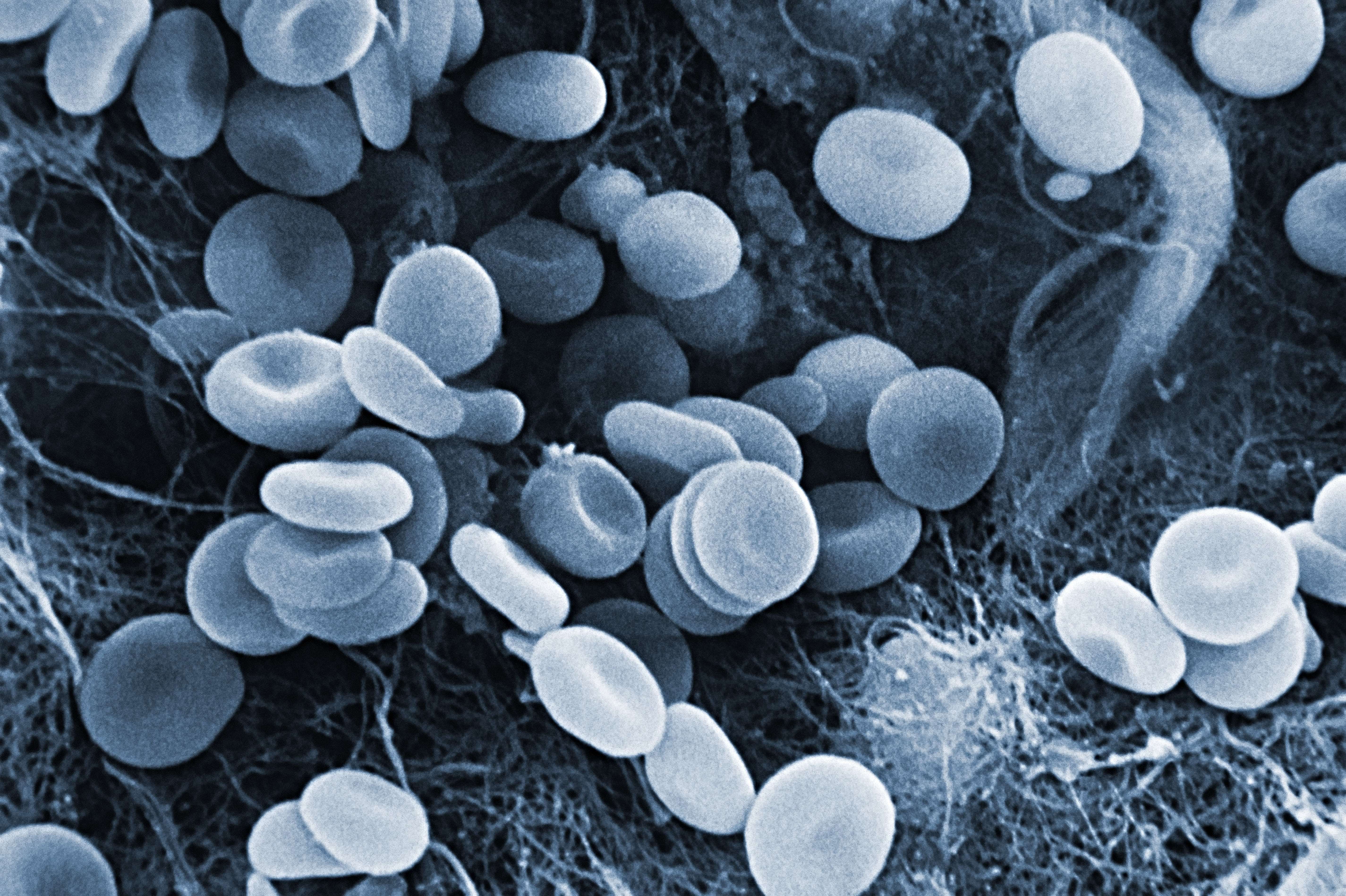 Red Blood Cells